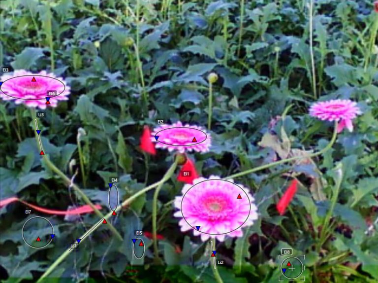 Understanding how temperatures within plants affect their growth COHA