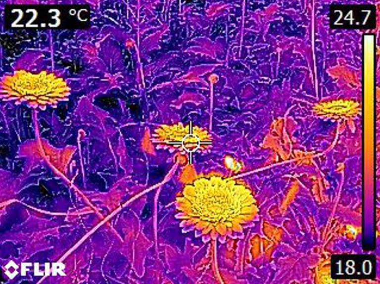 Understanding how temperatures within plants affect their growth COHA