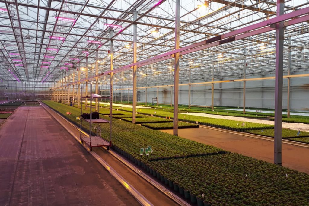 lights inside a greenhouse